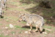 loup - canis lupus
