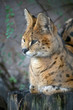 Serval