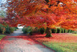 Automne