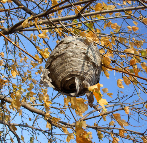 Paper Wasp Nest