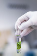 Hand in glove holding a test tube with plant 