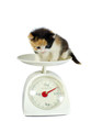 kitten on the scales isolated