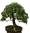 Bonsai