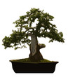 Bonsai
