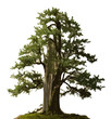 Bonsai