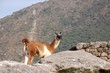 Vicuña - Machu Picchu