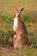 Kangaroo..