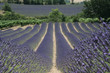 Lavande en Drôme