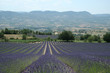Lavande en Drôme