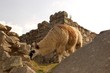 Alpaca en Machu Picchu