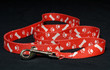 dog leash isolated on black