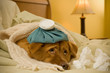 Sick as a dog Sick as a dog
