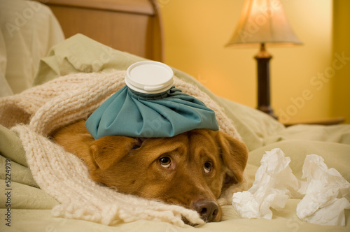 Sick as a dog