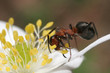 Ant