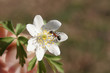 Ant