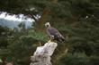 Greifvögel 