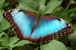 papillon bleu