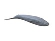  whale 