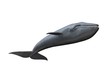 whale