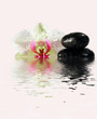 orchidée et galets à fleur d'eau