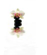 orchidée et galets à fleur d'eau