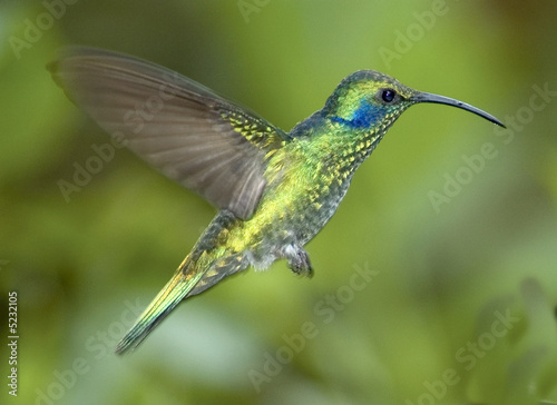 Photo: Hummingbird-Green violet ear Hummingbird-Green violet ear