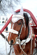 Trip in the sleighs along the streets of city Suzdal