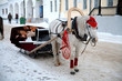 Trip in the sleighs along the streets of city Suzdal Trip in the sleighs along the streets of city Suzdal