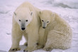 Polar bear with her cub