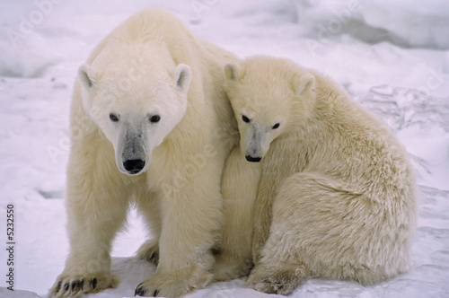 Photo: Polar bear with her cub Polar bear with her cub
