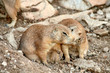 Bisous entre chiens de prairie Bisous entre chiens de prairie