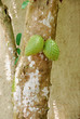 graviola 2