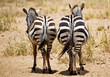 Cheeky Zebras