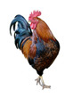 Chicken Wait
