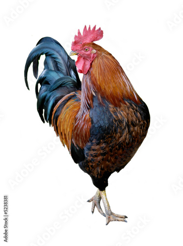 chicken wait