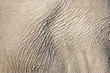 Piel de elefante