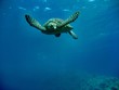 Carretta Schildkröte