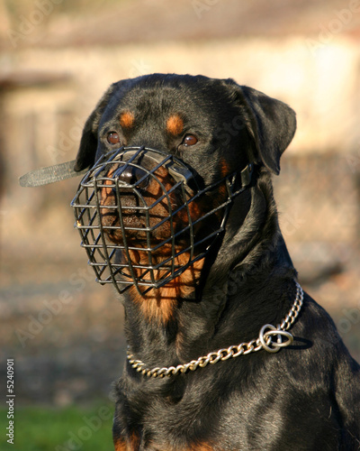 chien dangereux chien dangereux