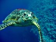 Carretta Schildkröte