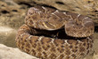 Snake-Red diamond rattlesnake(crotalus ruber) Snake-Red diamond rattlesnake(crotalus ruber)