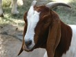Headshot of a goat in captivity