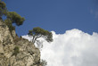 Alberi in cielo