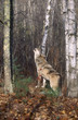 Grey wolf howling Grey wolf howling