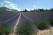 Lavande en Drôme