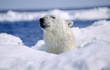 Polar bear in ice floe Polar bear in ice floe