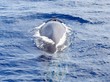 Diving Finn Whale