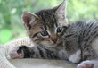 Katzenkinder Katzenkinder