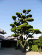 Japonský strom