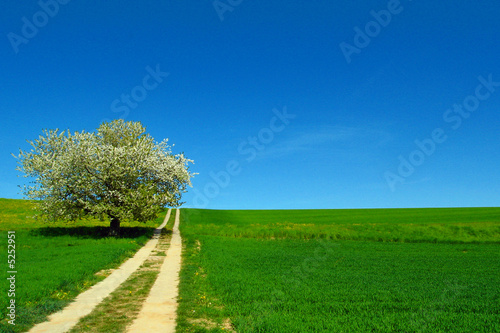 Foto: Uphill way in a green country with tree Uphill way in a green country with tree