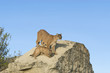 Cougar and kit Cougar and kit